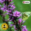 Purple loosestrife (Lythrum salicaria) with a small whit butterfly sitting on the flowers
