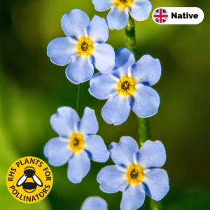 Water forget-me-not