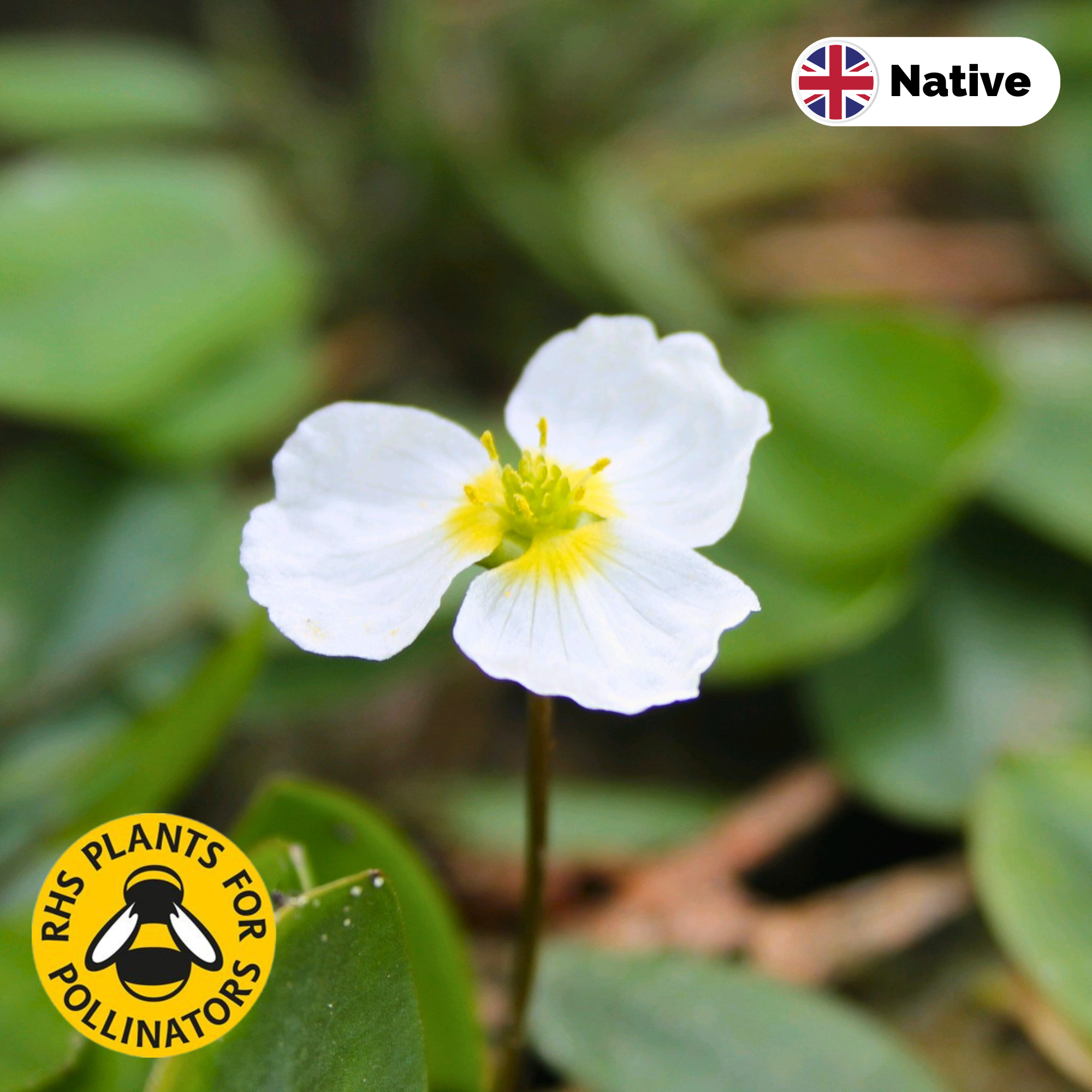 Floating water plantain (Luronium natans)