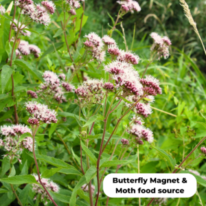 Hemp agrimony (Eupatorium cannabinum). Butterfly magnet and moth food source