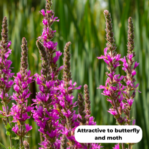 Purple loosestrife (Lythrum salicaria). Attractive to butterfly and moth