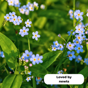 Water forget-me-not. Loved by newts