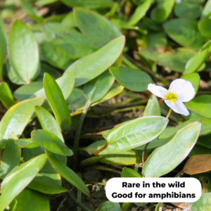Floating water plantain (Luronium natans). Rare in the wild, good for amphibians
