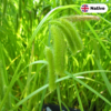 Cyperus Sedge (Carex Pseudocyperus)