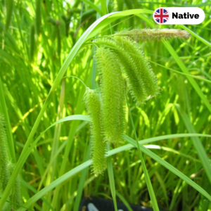 Cyperus Sedge (Carex Pseudocyperus)