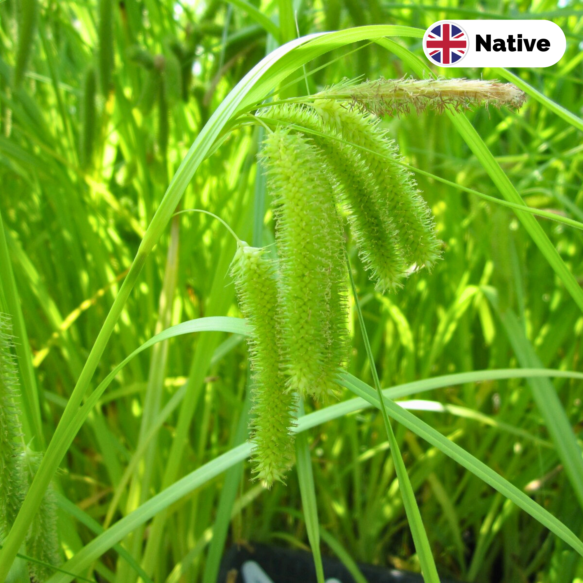 Cyperus Sedge (Carex Pseudocyperus)