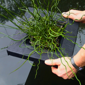 Floating basket Square 25cm being lowered gently into water