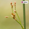 Hard rush (Juncus inflexus)