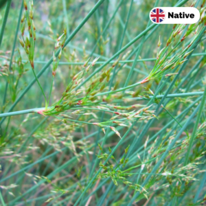 Hard rush (Juncus inflexus)