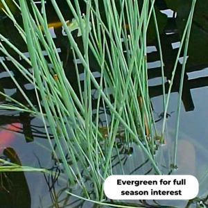 Hard rush (Juncus inflexus). Evergreen for full season interest.