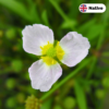 Lesser Water Plantain (Baldellia Ranunculoides)