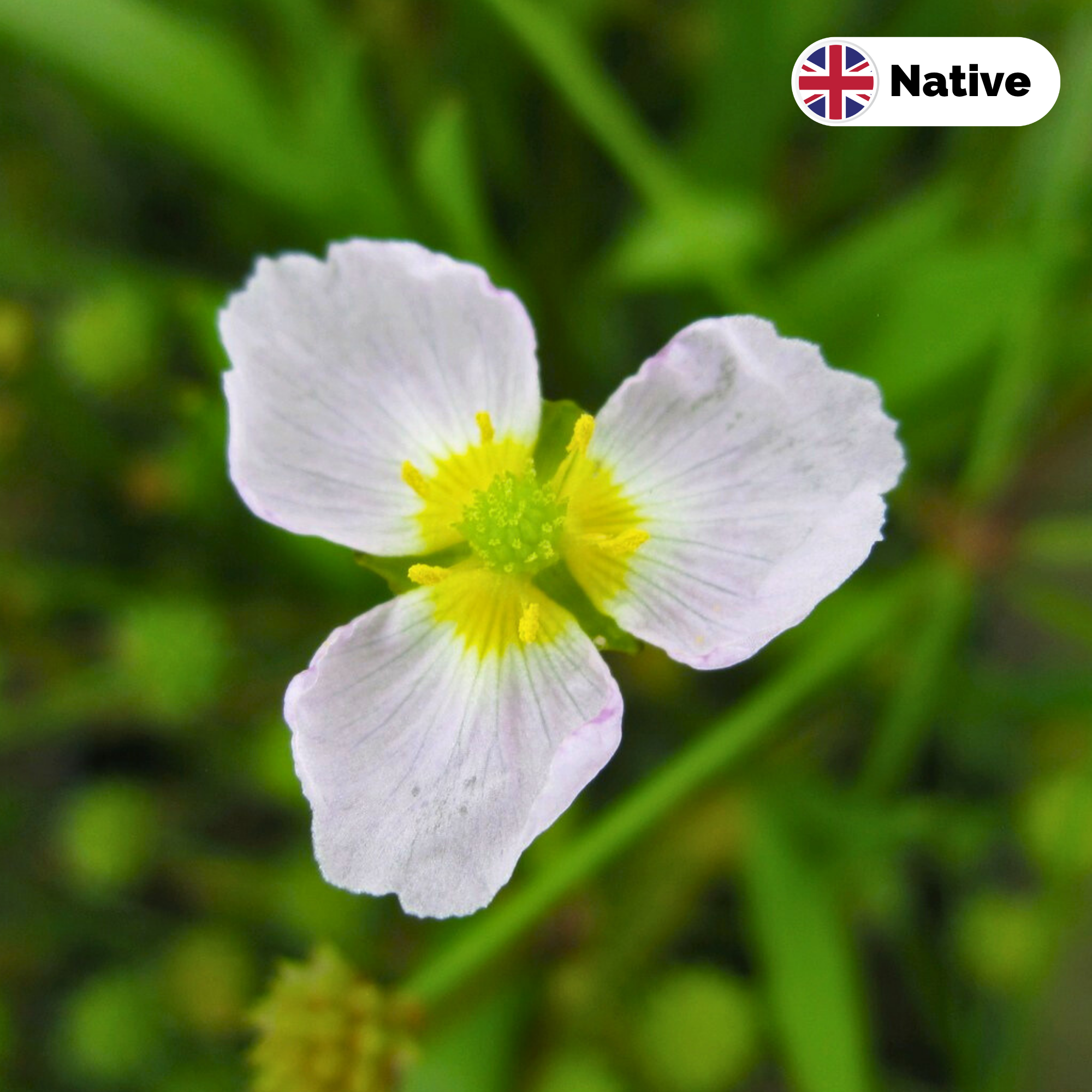 Lesser Water Plantain (Baldellia Ranunculoides)