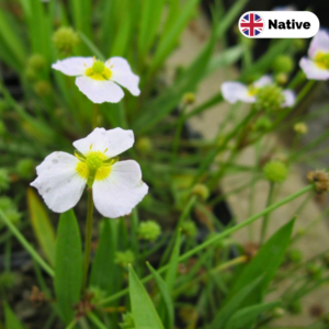 Lesser Water Plantain (Baldellia Ranunculoides)