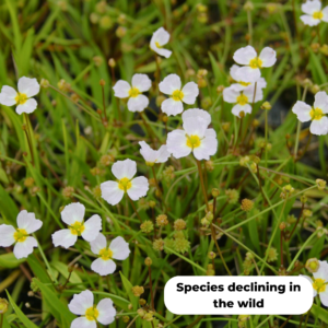 Lesser Water Plantain (Baldellia Ranunculoides). This species is declining in the wild.