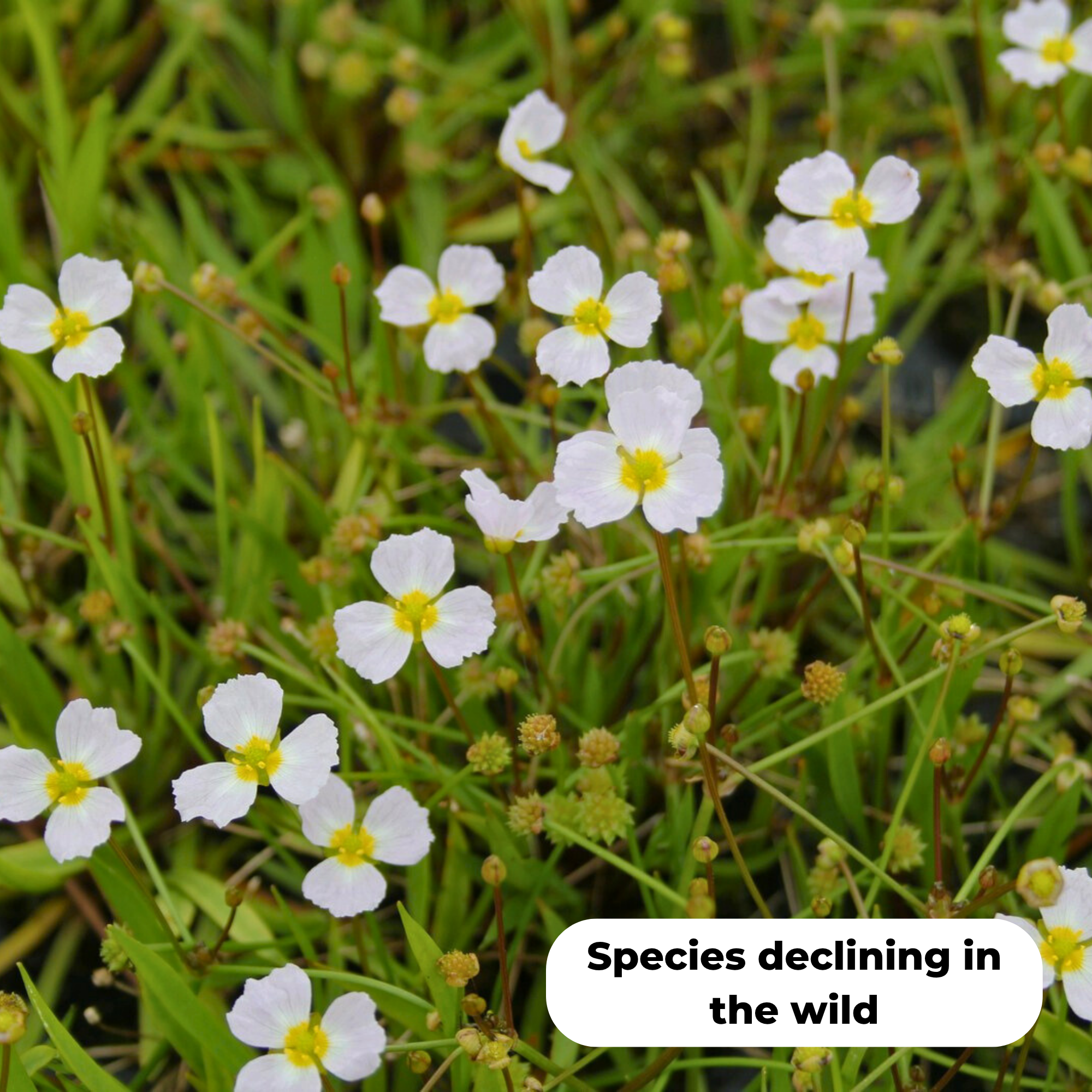 Lesser Water Plantain (Baldellia Ranunculoides). This species is declining in the wild.