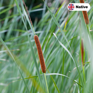 Lesser-bulrush-Typha-angustifolia