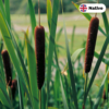 Lesser-bulrush-Typha-angustifolia