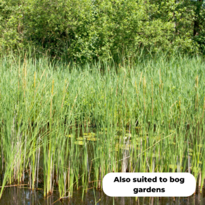 Lesser-bulrush-Typha-angustifolia. Also suited to bog gardens