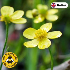 Lesser spearwort (Ranunculus flammula)
