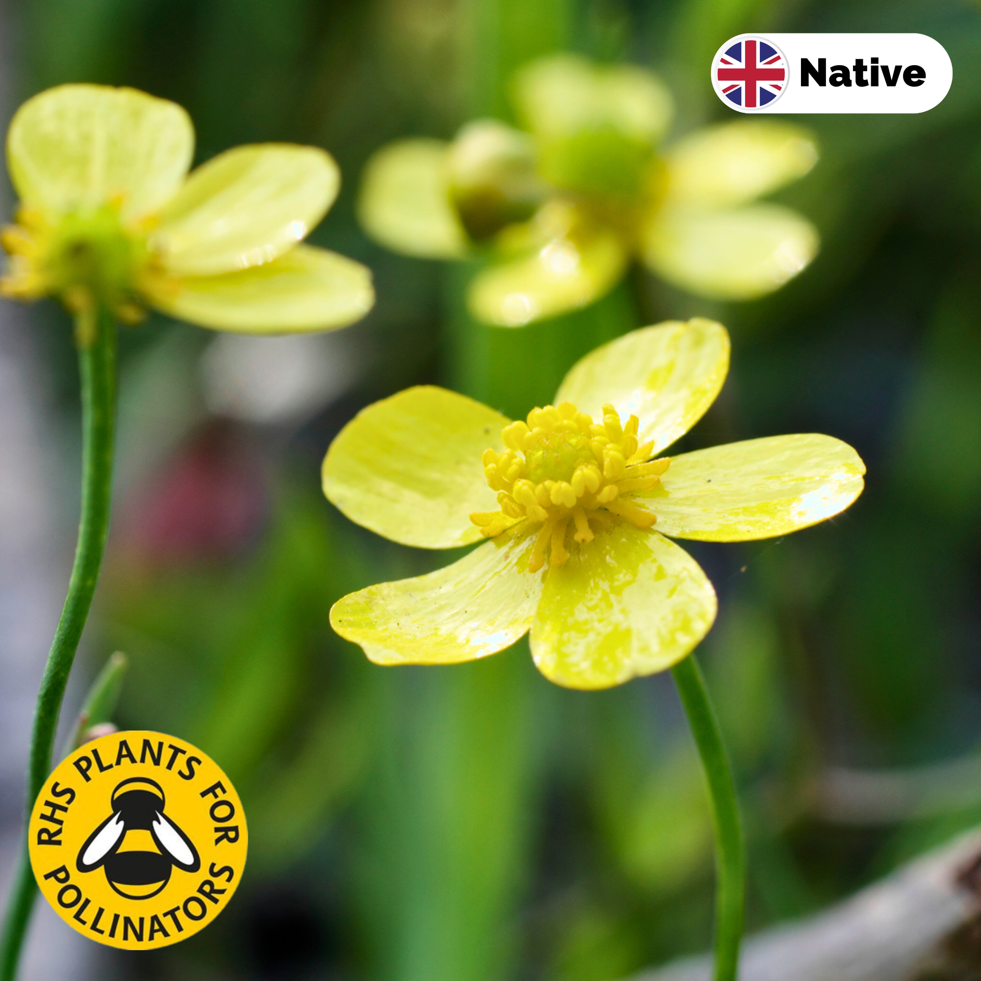 Lesser spearwort (Ranunculus flammula)