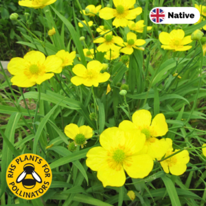 Alternative view of Lesser spearwort (Ranunculus flammula)