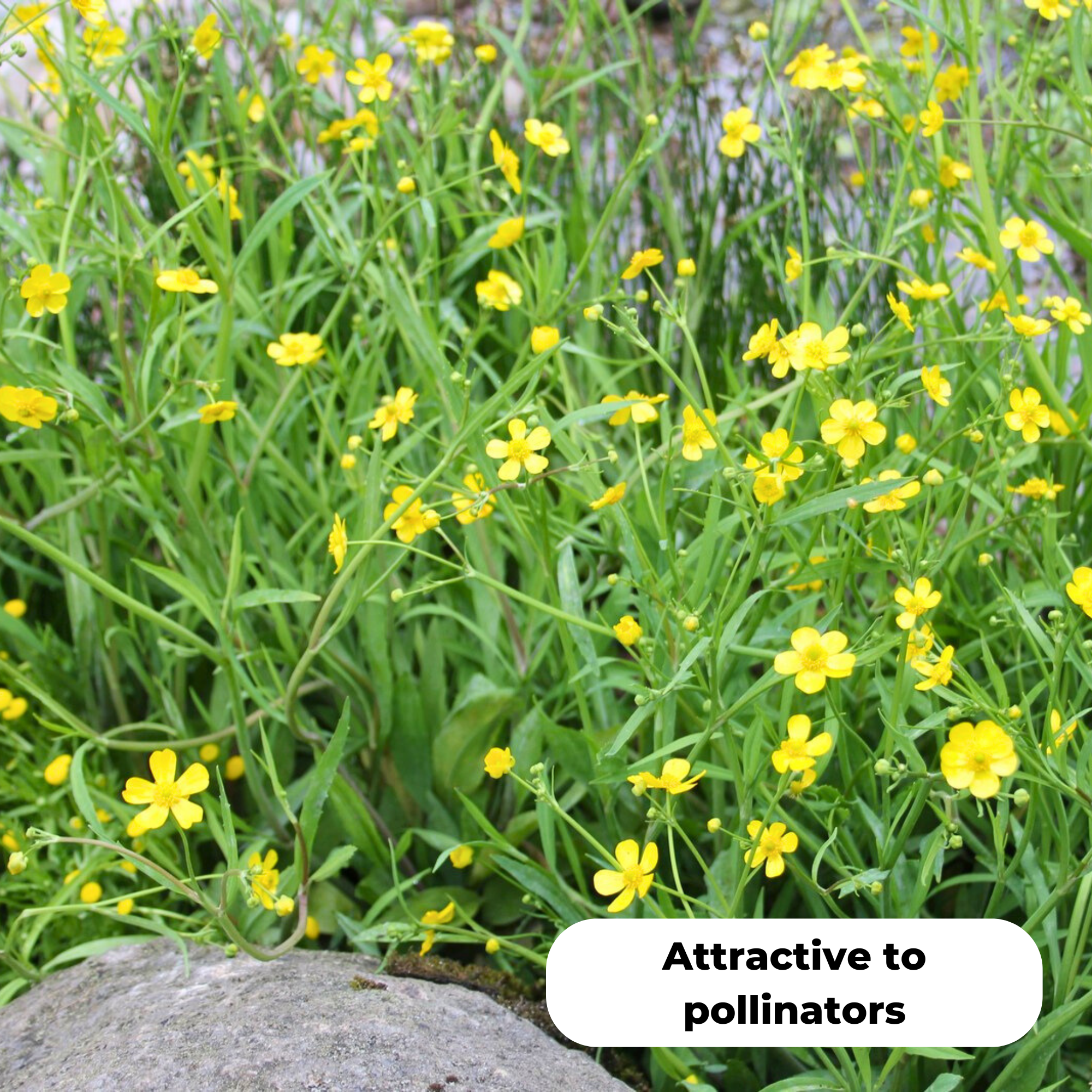 Lesser spearwort (Ranunculus flammula). Attractive to pollinators