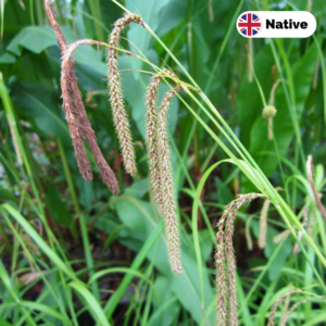 Pendulous sedge (Carex pendula)