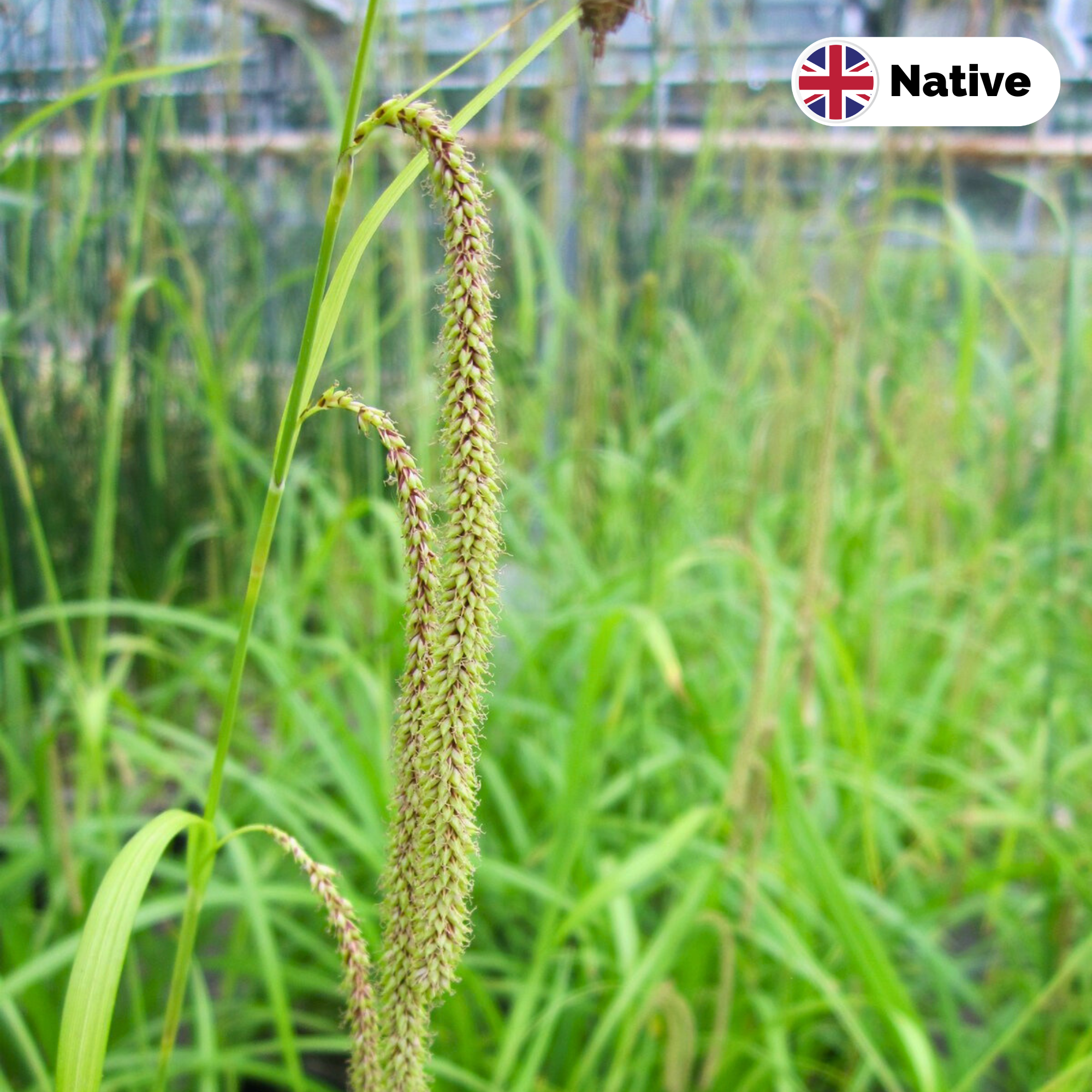 Pendulous sedge (Carex pendula)