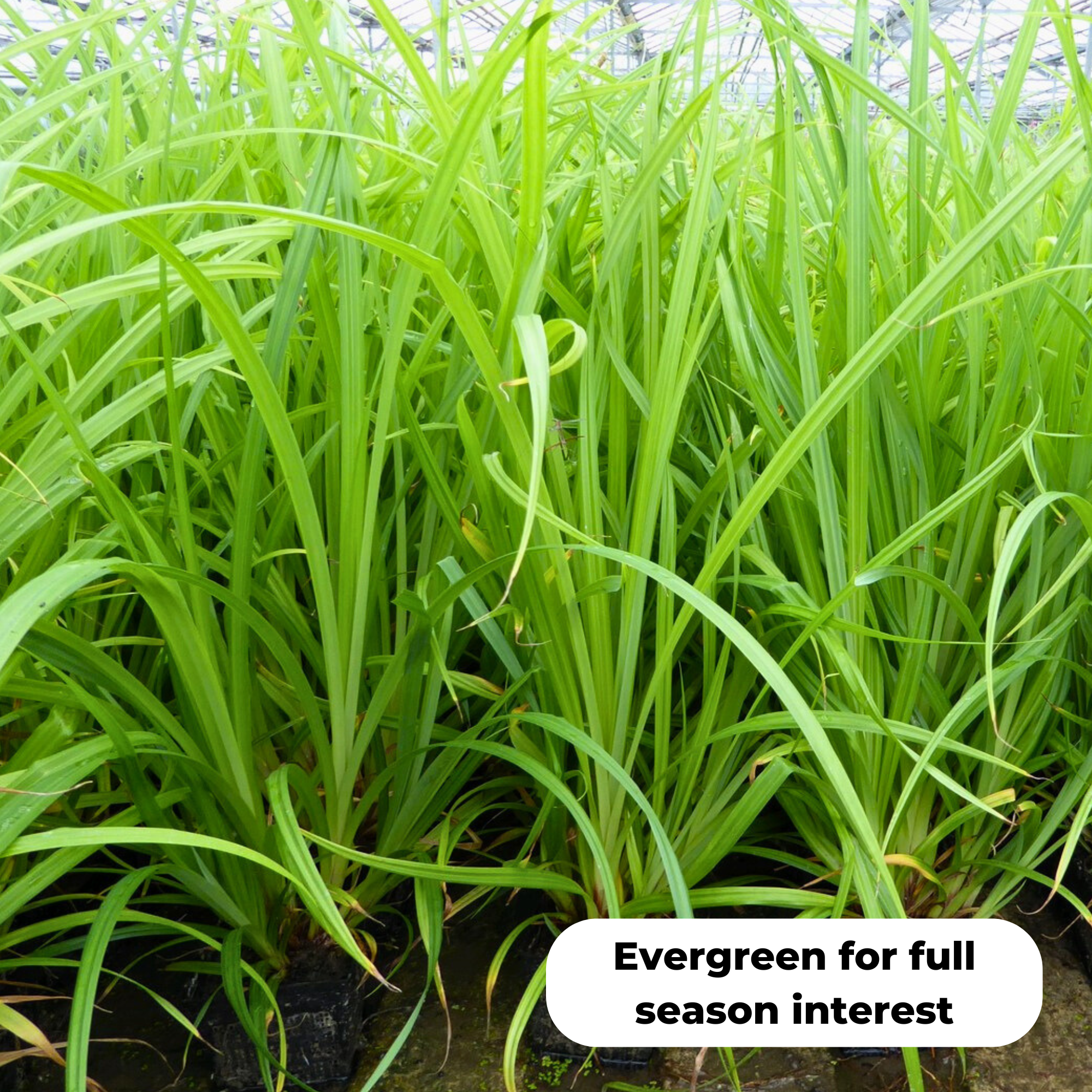 Pendulous sedge (Carex pendula). Evergreen for winter interest and a food source for moth caterpillars.