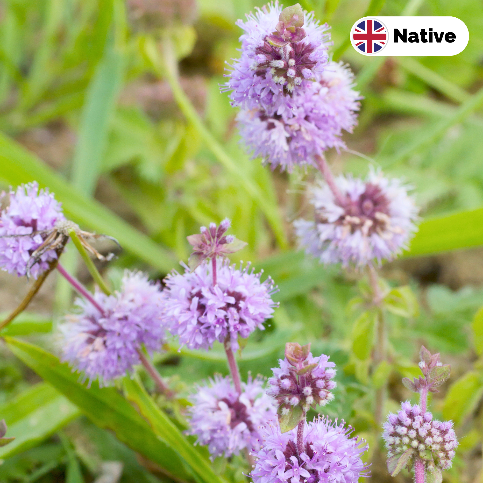 Pennyroyal (Mentha pulegium)