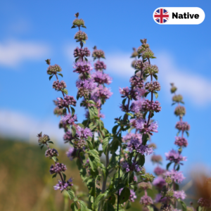 Pennyroyal (Mentha pulegium)