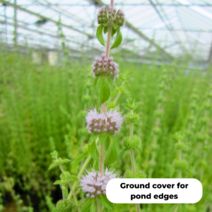 Pennyroyal (Mentha pulegium). Good ground cover, especially around pond edges.