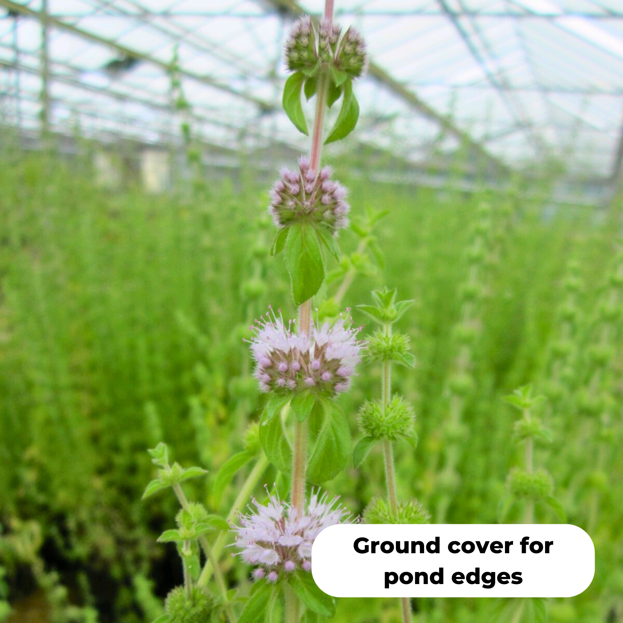 Pennyroyal (Mentha pulegium). Good ground cover, especially around pond edges.