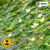 White water crowfoot (Ranunculus-aquatilis)