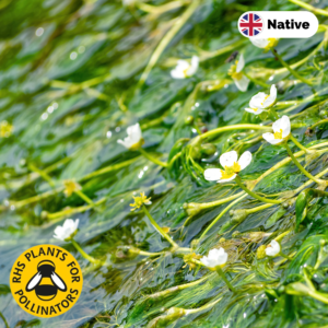 White water crowfoot (Ranunculus-aquatilis)