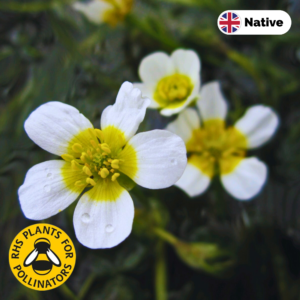 White water crowfoot (Ranunculus-aquatilis)