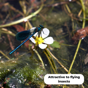 White water crowfoot (Ranunculus-aquatilis) with a blue damselfly sitting on it. Attractive to flying insects