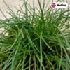 Shoreweed (Littorella Uniflora)