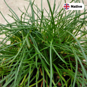 Shoreweed (Littorella Uniflora)