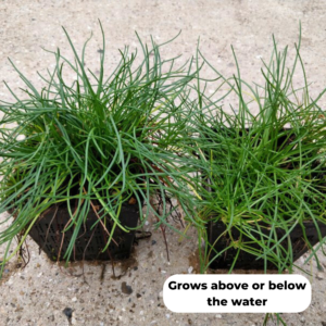 Shoreweed (Littorella Uniflora). Versatile in shallow or deep water and a great oxygenator