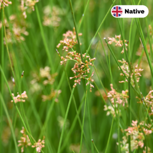 Soft rush (Juncus effusus)