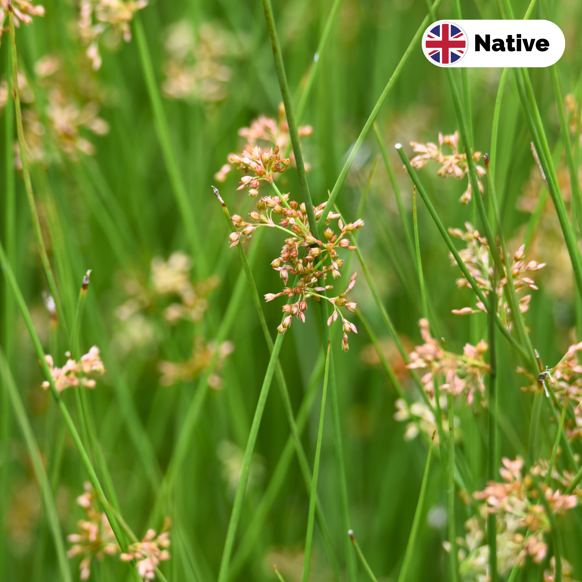 Soft rush (Juncus effusus)