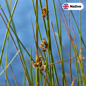 Soft rush (Juncus effusus)
