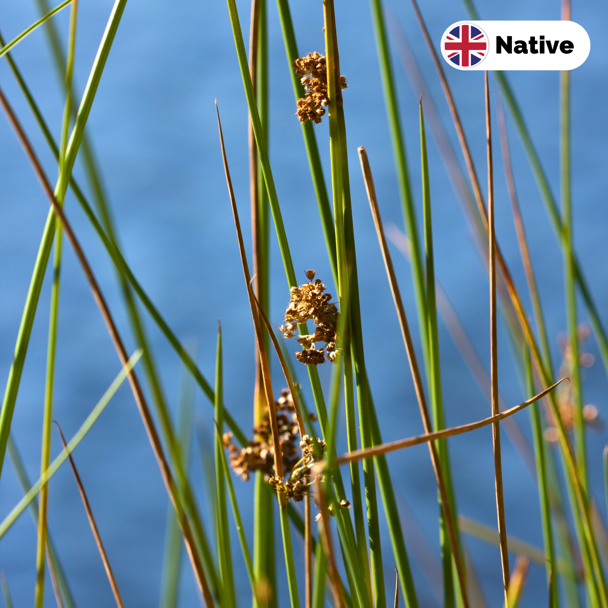 Soft rush (Juncus effusus)