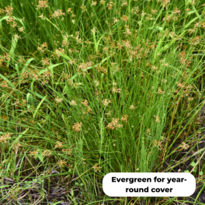Soft rush (Juncus effusus). Evergreen for year round cover, seeds useful for small birds.